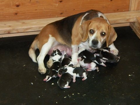 just born beagle puppies