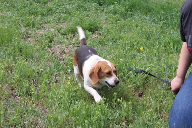 Beagles Puppies For Sale In Wisconsin